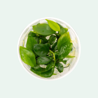 anubias-gabon-aquatic-plant