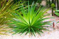 eriocaulon-cinereum-3