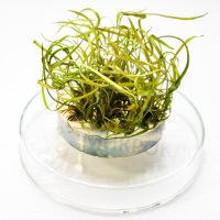 kriptokorina_tonkinensis1